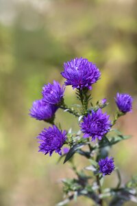 Fall asters symphyotrichum flowers