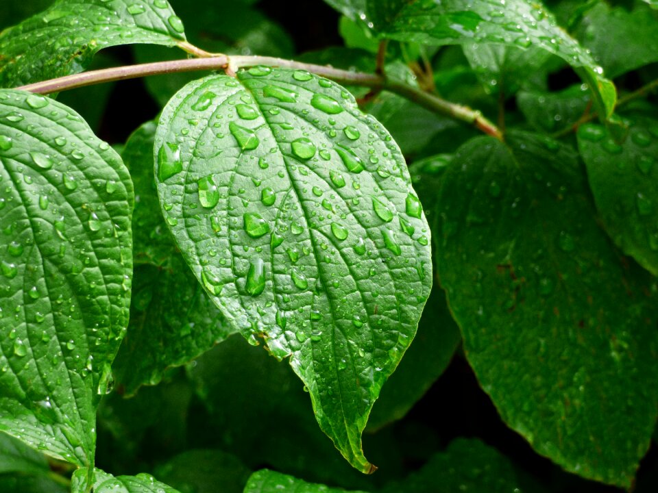 Drop of water green plant green