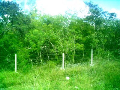 Sierra Papacal, Yucatán (13)