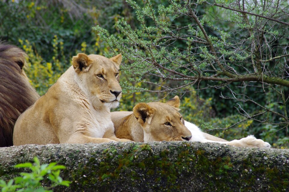 Tawny feline zoo photo