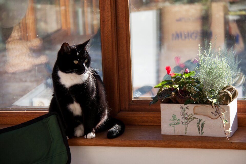 Window home home sweet home