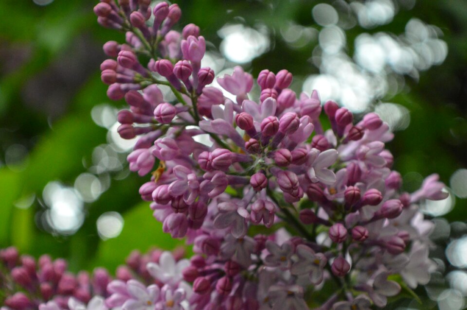 Lilac spring Free photos