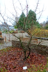 Sinojackia xylocarpa - Botanischer Garten - Heidelberg, Germany - DSC00838