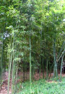 Sinobambusa nephroaurita - Wangjianglou Park - Chengdu, China - DSC05994