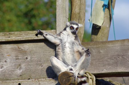 Maki catta lemur zoo photo
