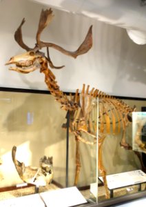 Sinomegaceros yabei - National Museum of Nature and Science, Tokyo - DSC06927