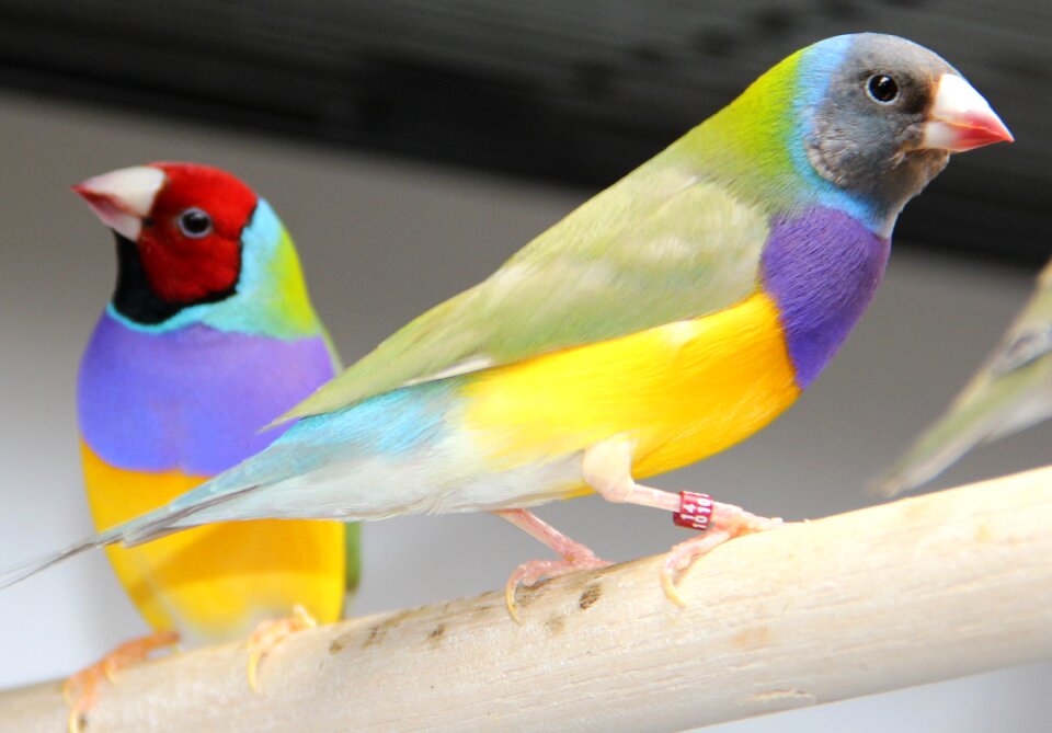 Goulds gouldian finch bird