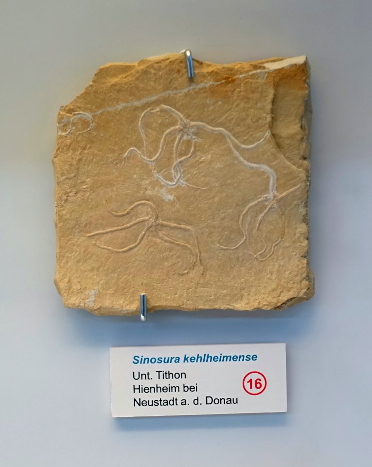 Sinosura kehlheimense - Naturhistorisches Museum Nürnberg - Nuremberg, Germany - DSC04166
