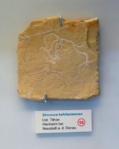 Sinosura kehlheimense - Naturhistorisches Museum Nürnberg - Nuremberg, Germany - DSC04166