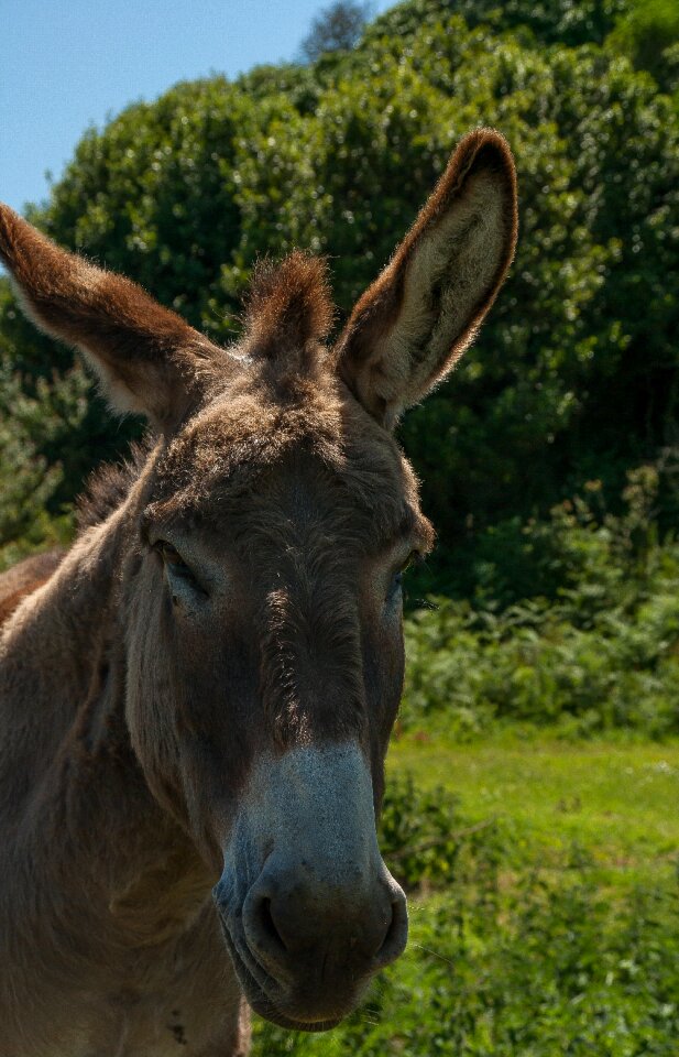 Donkey equine domestic animal