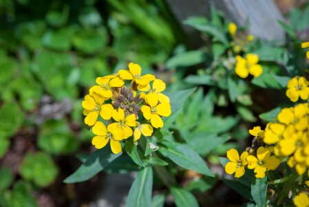 Flowers yellow flowers cushion flower