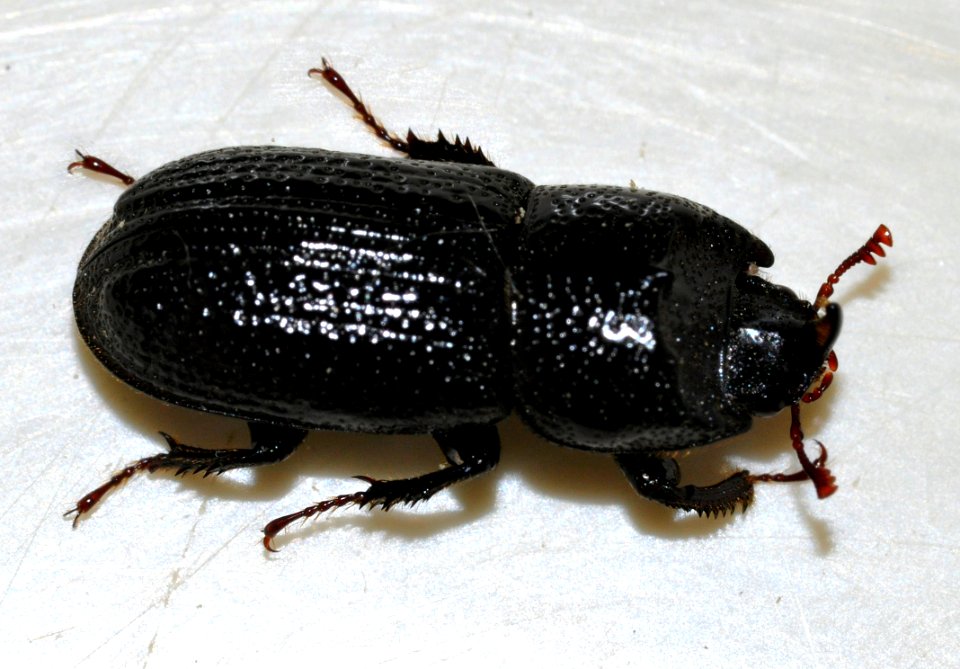 Sinodendron-cylindricum-m-03-fws