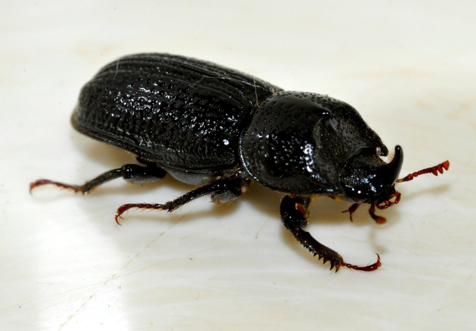 Sinodendron-cylindricum-m-01-fws