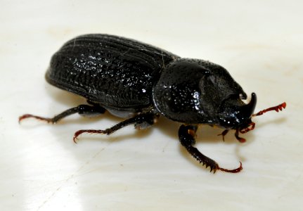 Sinodendron-cylindricum-m-01-fws