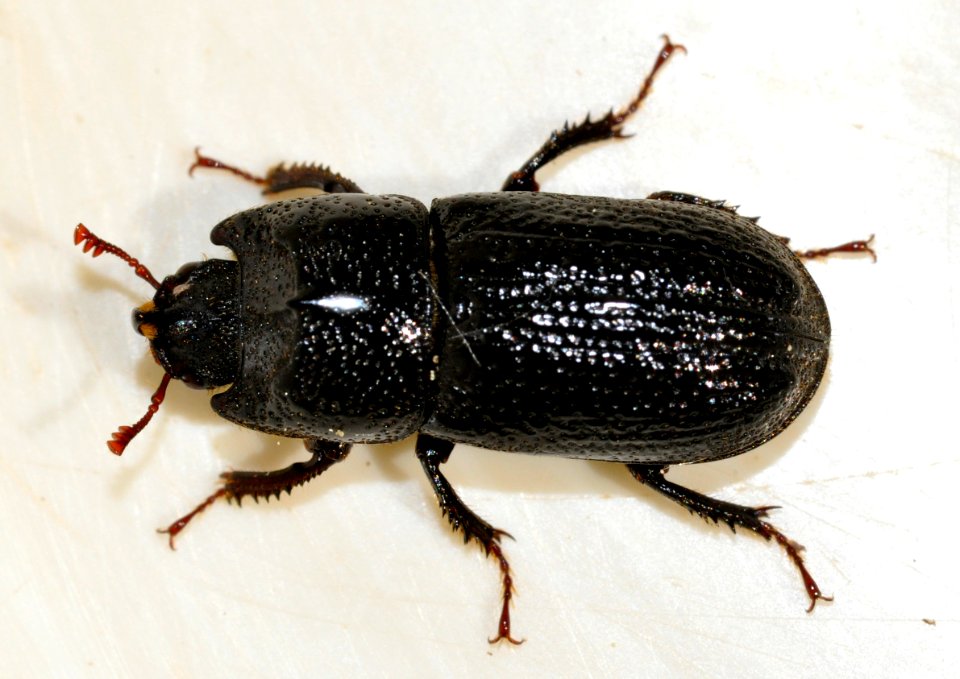 Sinodendron-cylindricum-m-06-fws