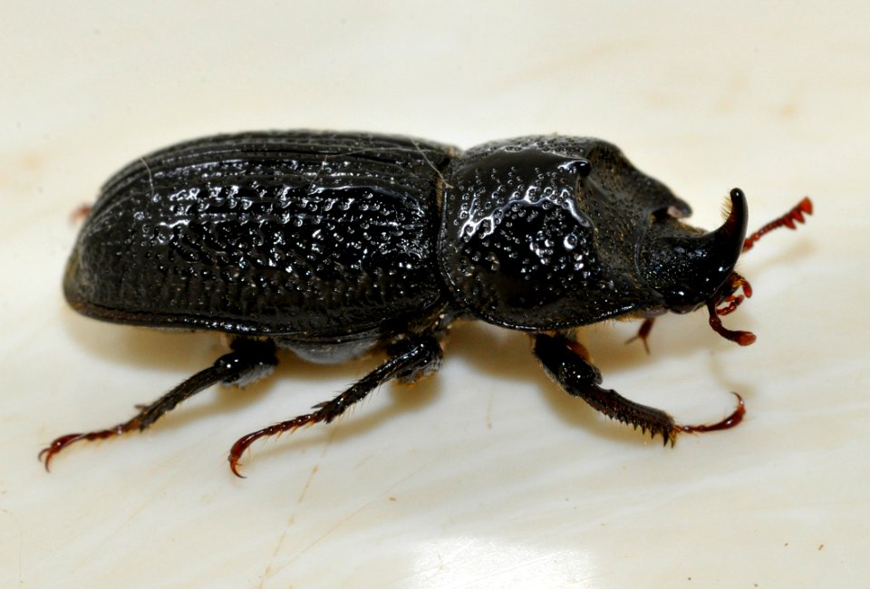 Sinodendron-cylindricum-m-05-fws