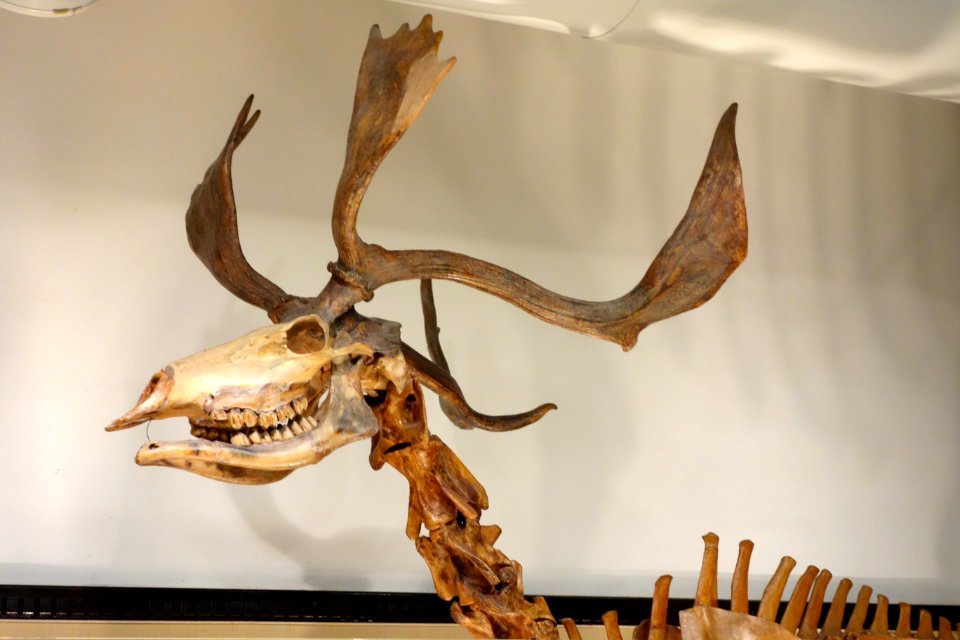 Sinomegaceros yabei - National Museum of Nature and Science, Tokyo - DSC06928