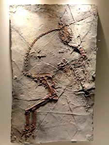 Sinosauropteryx prima, feathered dinosaur plate, Early Cretaceous, Yixian Formation, Liaoning, China - Houston Museum of Natural Science - DSC01872
