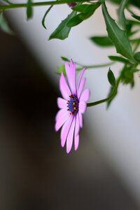 Nature background macro