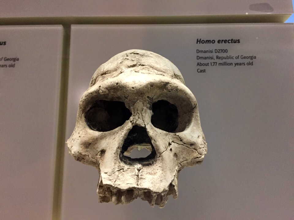 Smithsonian evolution brown skull