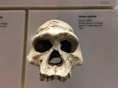 Smithsonian evolution brown skull