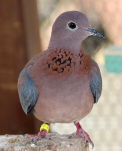 Senegal deaf senegal dove