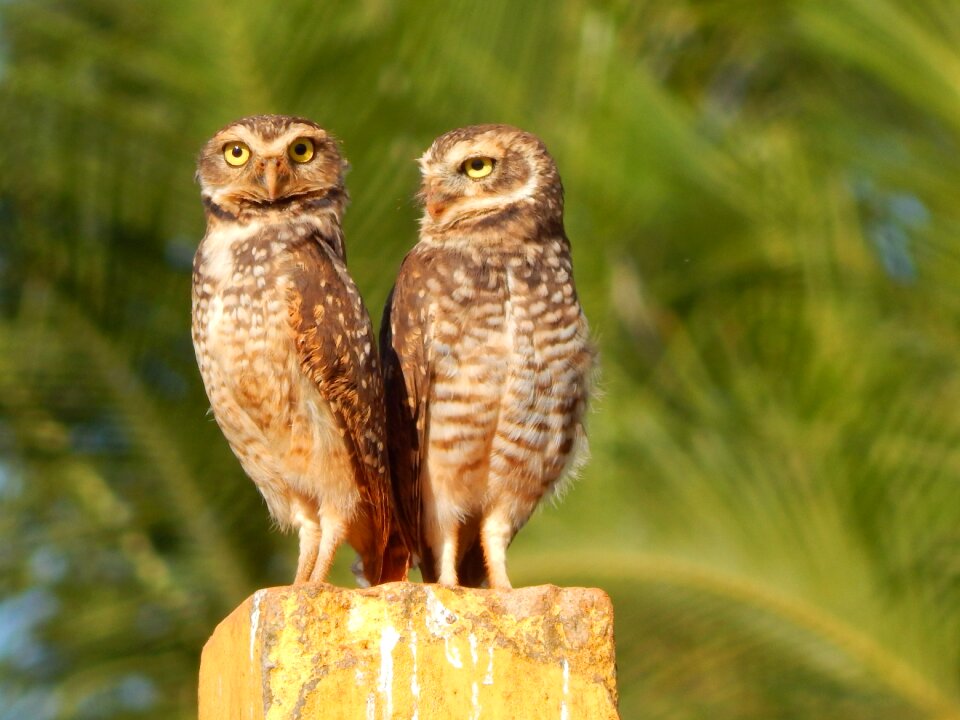 Double owls bird of prey burrowing owl