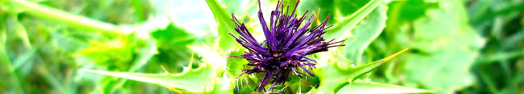 Silybum marianum. Reader