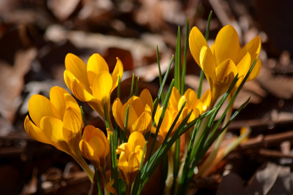 Crocus blossom bloom