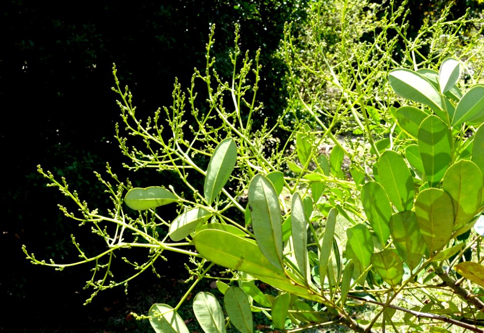 Simarouba amara (Simarouba glauca) - Fruit and Spice Park - Homestead, Florida - DSC08950