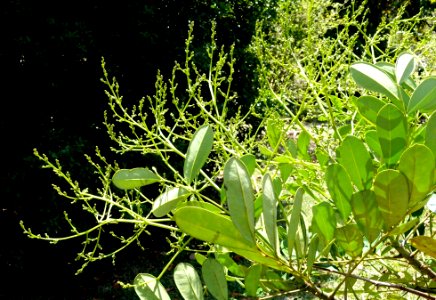 Simarouba amara (Simarouba glauca) - Fruit and Spice Park - Homestead, Florida - DSC08950