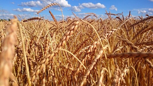 Grain wheat field agriculture photo