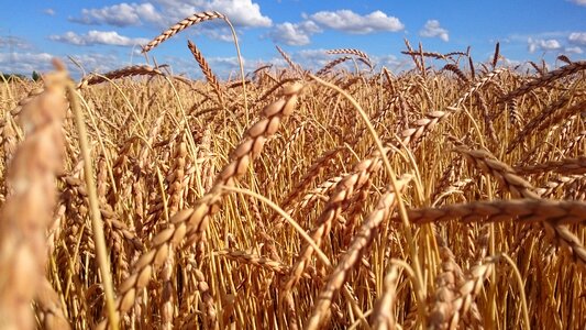 Grain wheat field agriculture