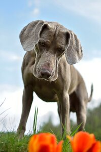 Dog weimaraner standing dog photo