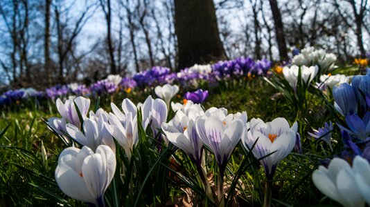 Spring nature bloom