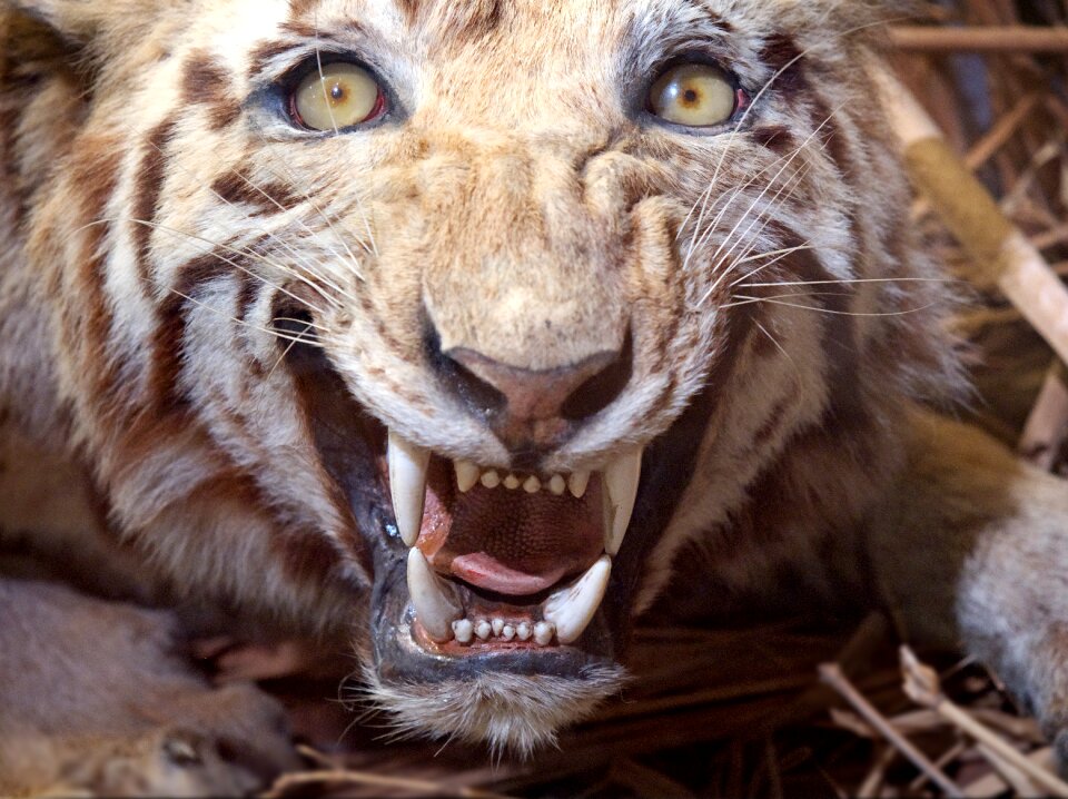 Taxidermy museum exhibit