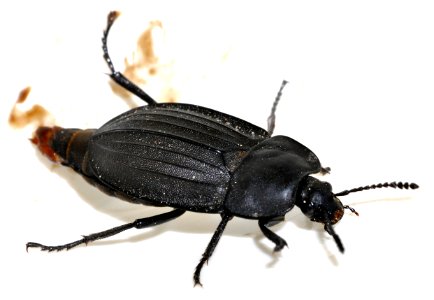 Silpha-carinata-03-fws