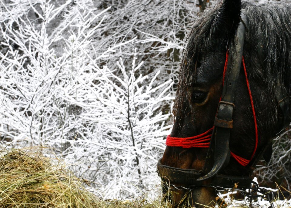 Snow magic innocence