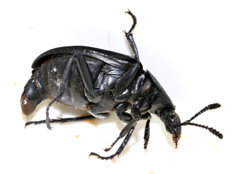 Silpha-carinata-02-fws