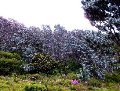 Silverleaf-Tree forest - Leucadendron and Leucospermum species 2