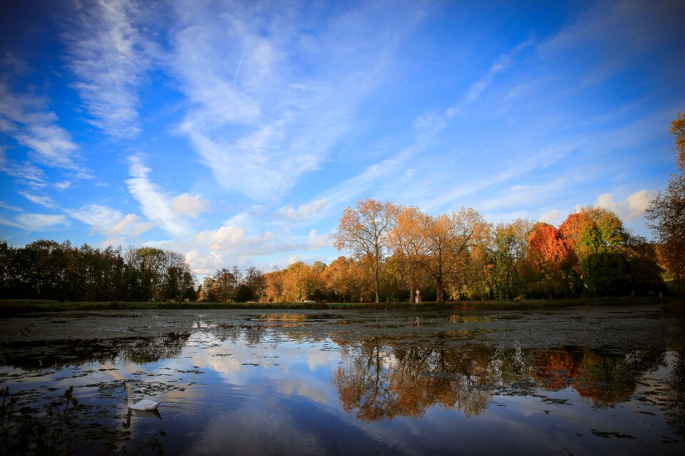 Sunset swan fall photo