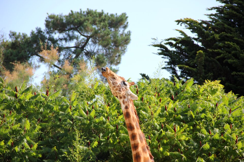 Nature animal zoo