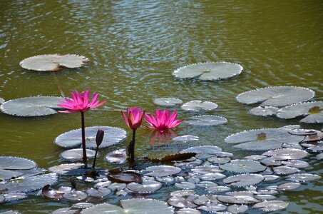 Flower pond water lily photo