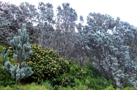 Silverleaf-Tree forest - Leucadendron and Leucospermum species 3