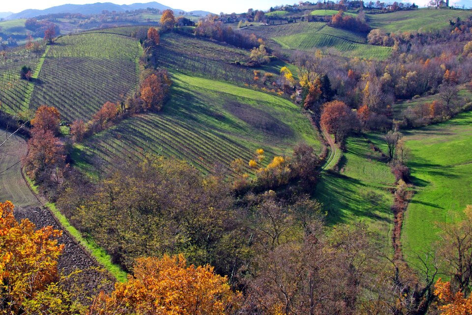 Italy vineyards hills langhirano
