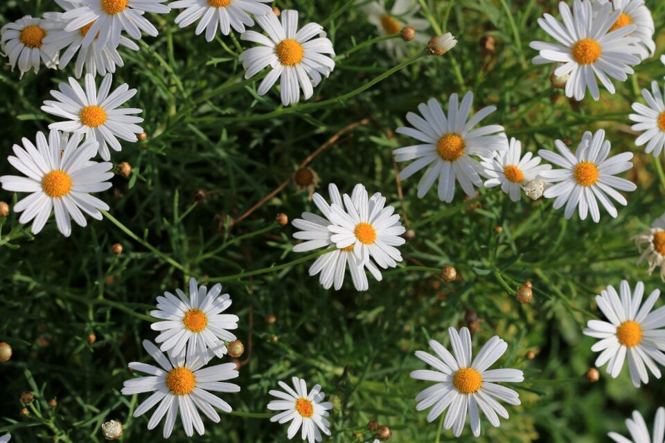 Plant nature flowers