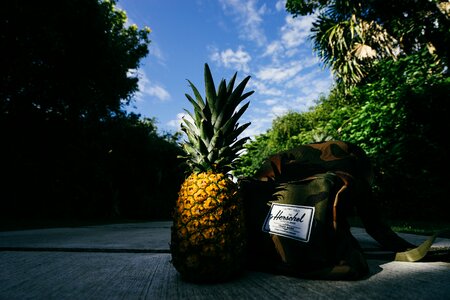 Island natural pineapple