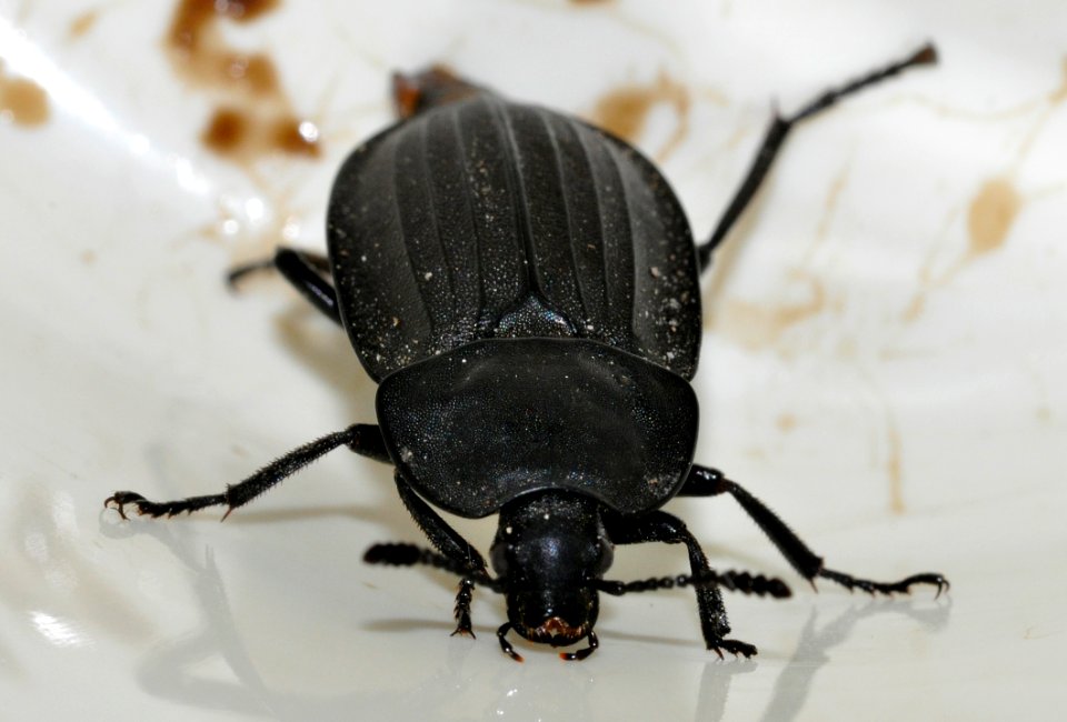 Silpha-tristis-07-fws