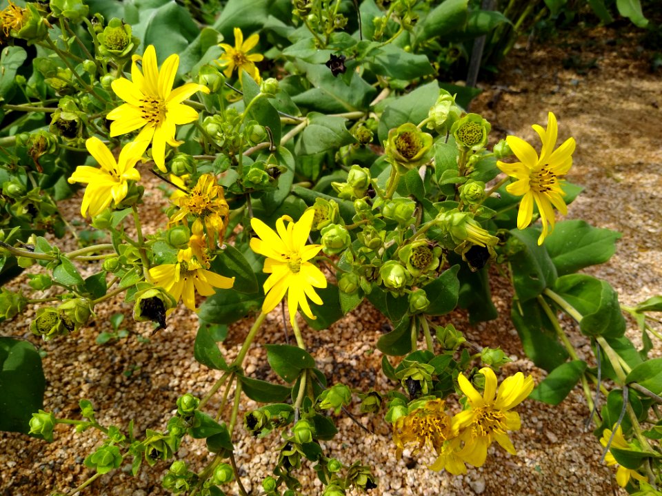 Silphium glutinosum 1