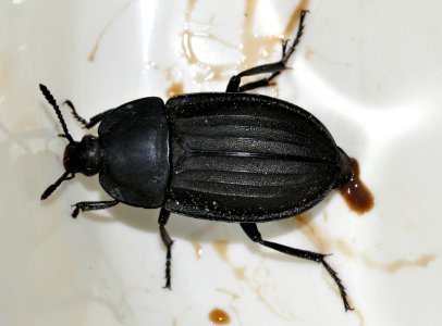 Silpha-tristis-01-fws